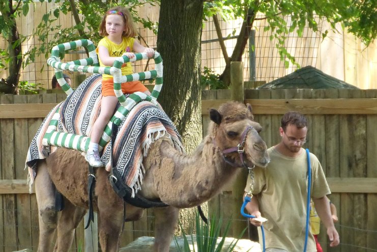 Camel Ride